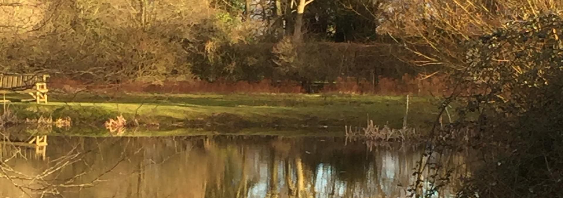 Corston pond in nature reserve