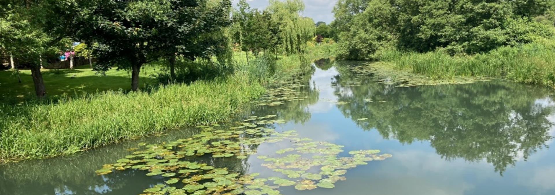 Lilly pads on the river